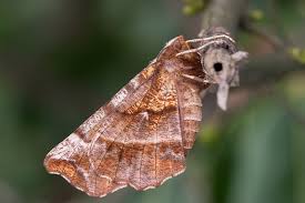 Attēlu rezultāti vaicājumam “Selenia dentaria larva”
