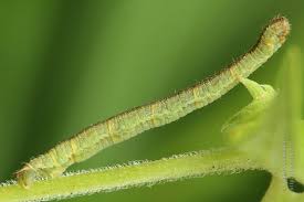 Attēlu rezultāti vaicājumam “Eupithecia subumbrata”