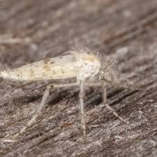 Attēlu rezultāti vaicājumam “Nematocera”