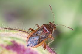 Attēlu rezultāti vaicājumam “Rhopalus maculatus”