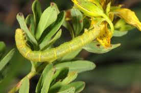 Attēlu rezultāti vaicājumam “Eupithecia centaureata”