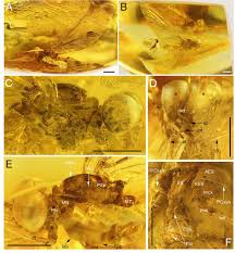 Attēlu rezultāti vaicājumam “Aphodius subterraneus imago”