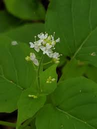 Attēlu rezultāti vaicājumam “Circaea alpina flower”