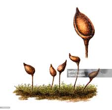 Attēlu rezultāti vaicājumam “Buxbaumia”