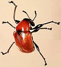 Attēlu rezultāti vaicājumam “Attelabus nitens”