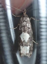 Attēlu rezultāti vaicājumam “Epinotia trigonella”