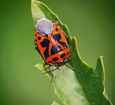 Attēlu rezultāti vaicājumam “Eurydema dominulus imago”