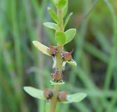 Attēlu rezultāti vaicājumam “Glaux maritima flower”