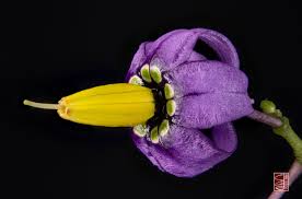 Attēlu rezultāti vaicājumam “Solanum dulcamara flower”