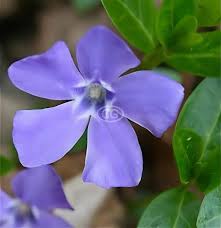 Attēlu rezultāti vaicājumam “Vinca minor leaf”