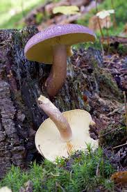 Attēlu rezultāti vaicājumam “Tricholomopsis rutilans”