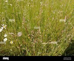 Attēlu rezultāti vaicājumam “Trisetum flavescens flower”