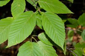 Attēlu rezultāti vaicājumam “Betula”