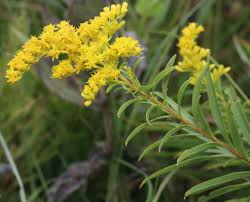 Attēlu rezultāti vaicājumam “Solidago virgaurea flower”