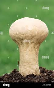 Attēlu rezultāti vaicājumam “Calvatia excipuliformis”