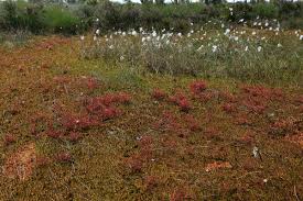Attēlu rezultāti vaicājumam “Sphagnum cuspidatum”