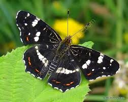 Attēlu rezultāti vaicājumam “Araschnia levana upperside”