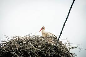 Attēlu rezultāti vaicājumam “Ciconia ciconia nest”