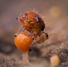 Attēlu rezultāti vaicājumam “Ptenothrix sp.”