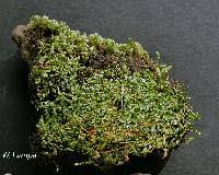 Attēlu rezultāti vaicājumam “Bryum argenteum sporophyte”