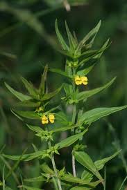 Attēlu rezultāti vaicājumam “Melampyrum sylvaticum”