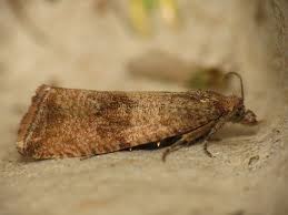 Attēlu rezultāti vaicājumam “Celypha striana”