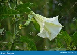 Image result for beladona