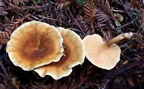 Attēlu rezultāti vaicājumam “Hygrophoropsis aurantiaca”