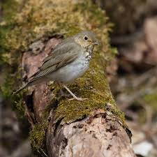 Image result for Catharus ustulatus