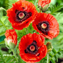 Image result for Mohn