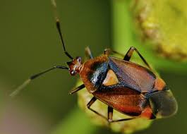 Attēlu rezultāti vaicājumam “Deraeocoris ruber imago”