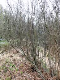 Attēlu rezultāti vaicājumam “Betula humilis”