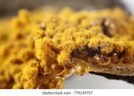 Attēlu rezultāti vaicājumam “Trichia scabra sessile”