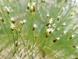 Attēlu rezultāti vaicājumam “Trichophorum cespitosum”