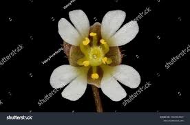 Attēlu rezultāti vaicājumam “Erophila verna flower”