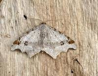 Attēlu rezultāti vaicājumam “Macaria alternata”