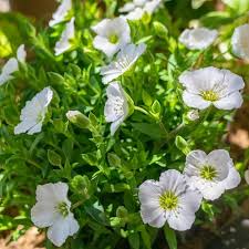 Attēlu rezultāti vaicājumam “Arenaria procera flower”