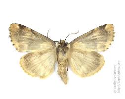 Attēlu rezultāti vaicājumam “Thyatira batis larva”