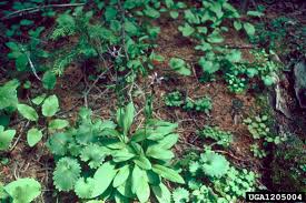Attēlu rezultāti vaicājumam “Swertia perennis leaf”