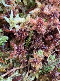 Attēlu rezultāti vaicājumam “Sphagnum magellanicum”