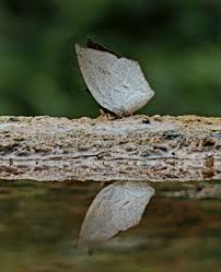 Attēlu rezultāti vaicājumam “Euphydrias aurinia upperside”