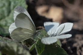 Attēlu rezultāti vaicājumam “Leptidea sinapis underside”