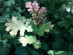 Attēlu rezultāti vaicājumam “Reticularia lobata”