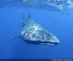 Image result for Rhincodon typus