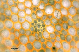 Attēlu rezultāti vaicājumam “Antitrichia curtipendula macro”