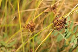 Attēlu rezultāti vaicājumam “Juncus inflexus bud”