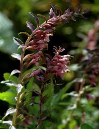 Attēlu rezultāti vaicājumam “Odontites vulgaris leaf”