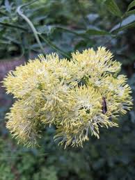 Attēlu rezultāti vaicājumam “Thalictrum flavum flower”