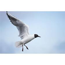 Image result for Chroicocephalus philadelphia