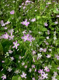 Attēlu rezultāti vaicājumam “Claytonia sibirica”